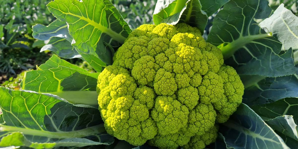 Hm.Clause: il futuro del cavolfiore è l’ibrido